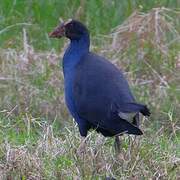 Australasian Swamphen