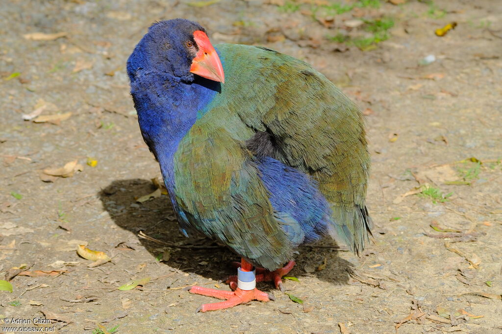 Talève takahé du Sudadulte, identification