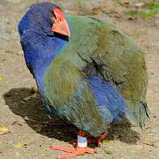 South Island Takahe