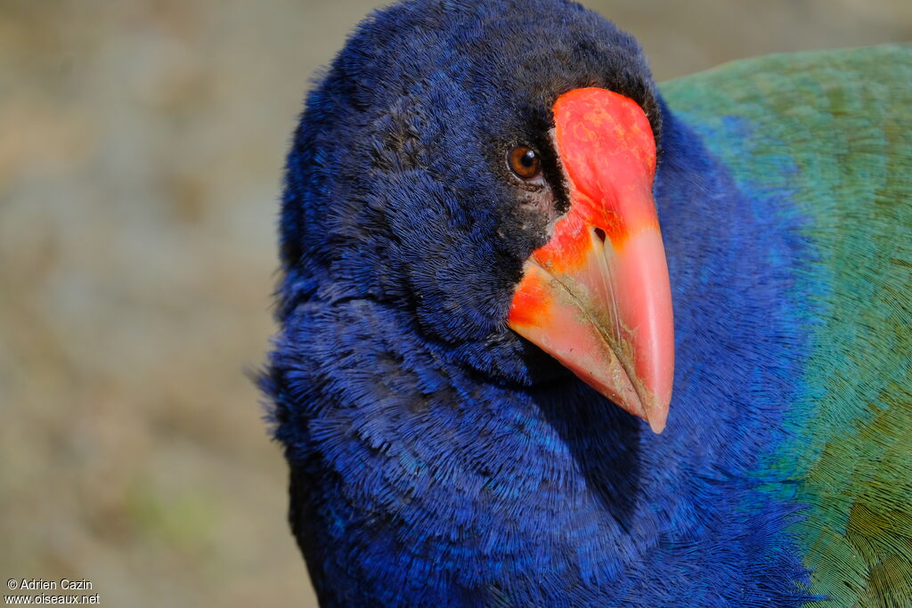 South Island Takaheadult, close-up portrait