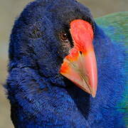 South Island Takahe