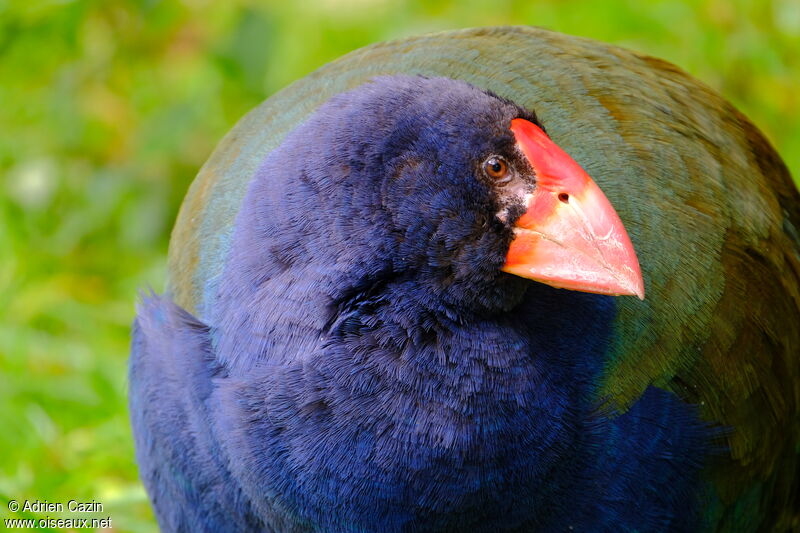 South Island Takaheadult, close-up portrait
