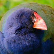 South Island Takahe