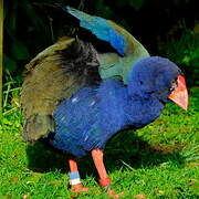 South Island Takahe