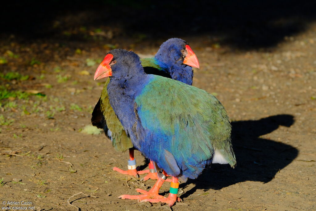 South Island Takaheadult