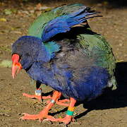 South Island Takahe