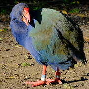 South Island Takahe