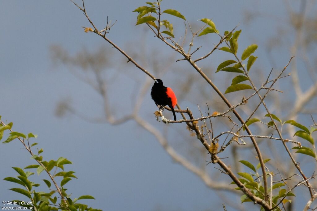 Scarlet-rumped Tanager male adult