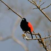 Scarlet-rumped Tanager