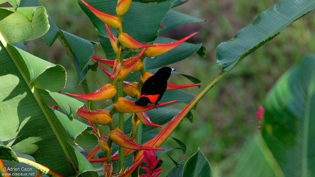 Scarlet-rumped Tanager male adult