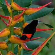 Scarlet-rumped Tanager