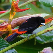 Scarlet-rumped Tanager