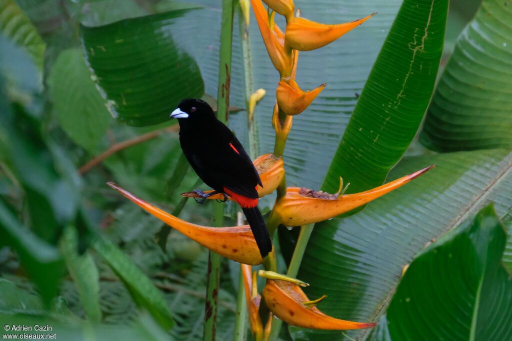 Scarlet-rumped Tanager male adult, identification