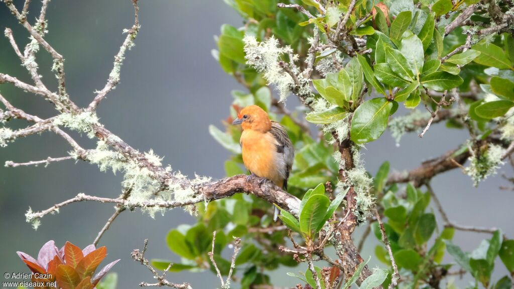 Flame-colored Tanager male