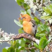 Flame-colored Tanager