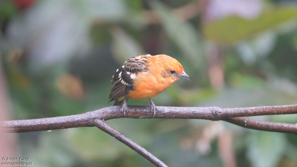 Flame-colored Tanager male