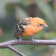 Flame-colored Tanager