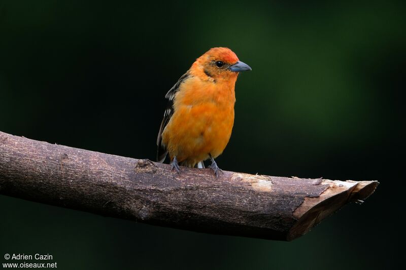 Flame-colored Tanager male, identification