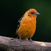 Flame-colored Tanager