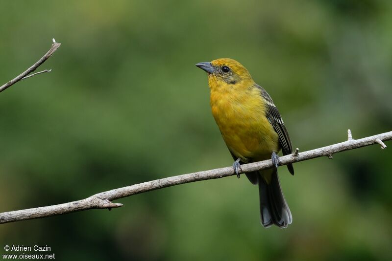 Flame-colored Tanager female, identification