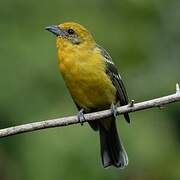 Flame-colored Tanager