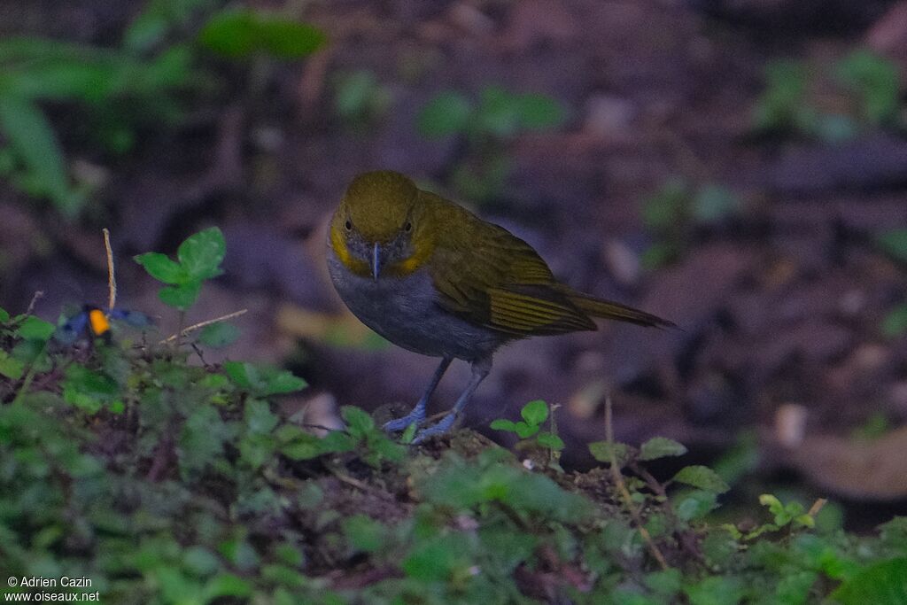 Yellow-throated Chlorospingusadult
