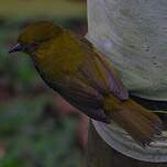 Tangara à gorge jaune