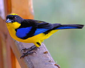 Tangara à nuque jaune