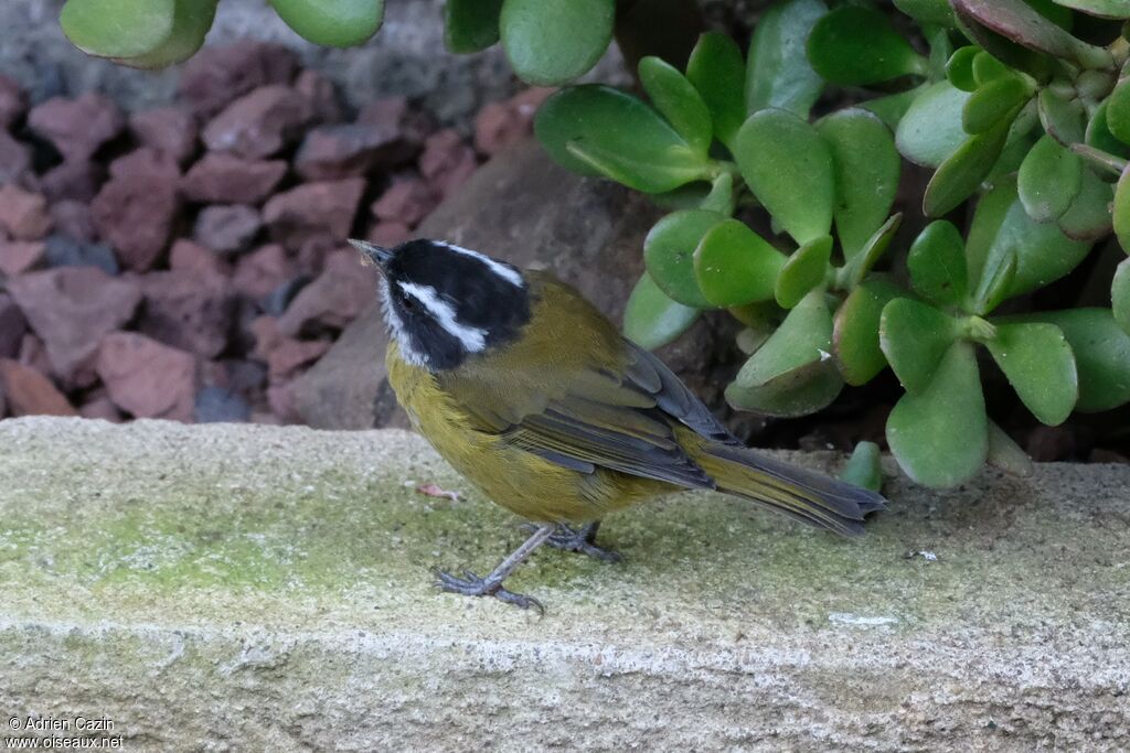 Sooty-capped Bush Tanageradult