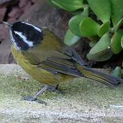 Sooty-capped Chlorospingus