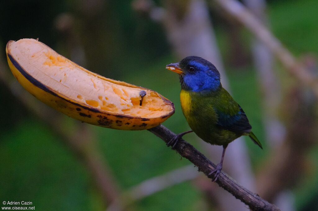 Tangara d'Edwardsadulte, mange