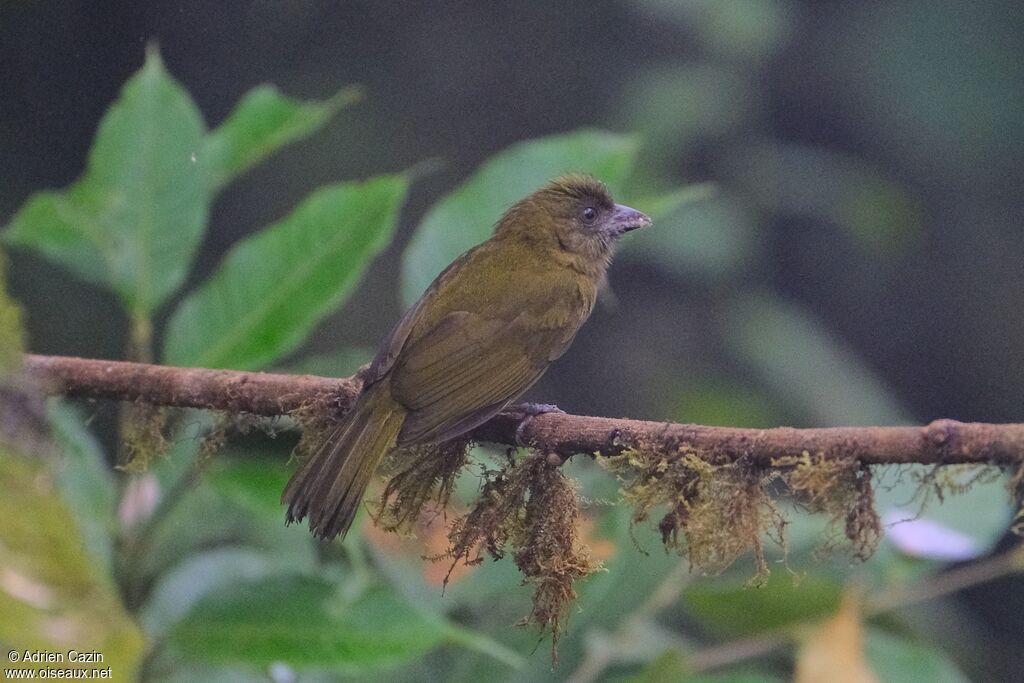 Ochre-breasted Tanageradult, identification