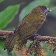 Ochre-breasted Tanager