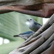 Blue-grey Tanager