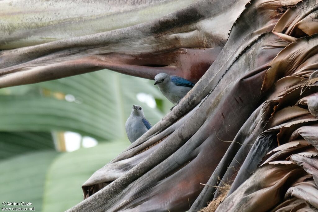 Blue-grey Tanageradult