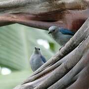 Blue-grey Tanager