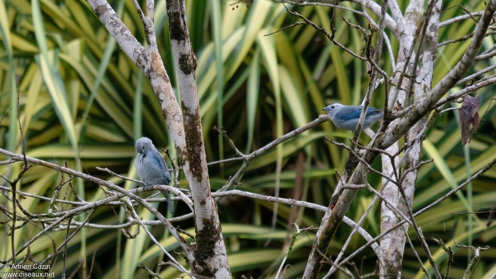 Blue-grey Tanageradult