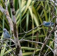 Blue-grey Tanager