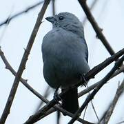 Blue-grey Tanager