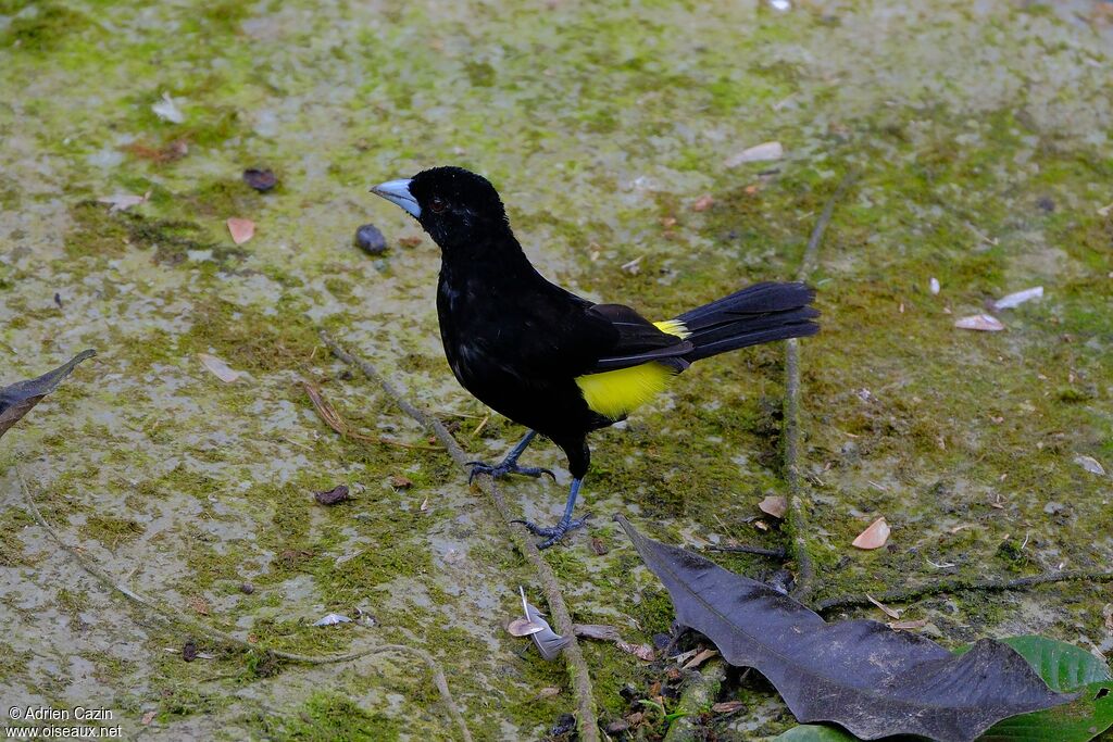 Tangara flamboyant mâle adulte, identification
