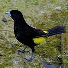 Tangara flamboyant