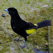 Tangara flamboyant
