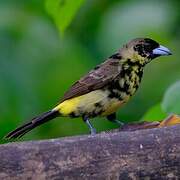 Tangara flamboyant