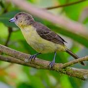 Tangara flamboyant