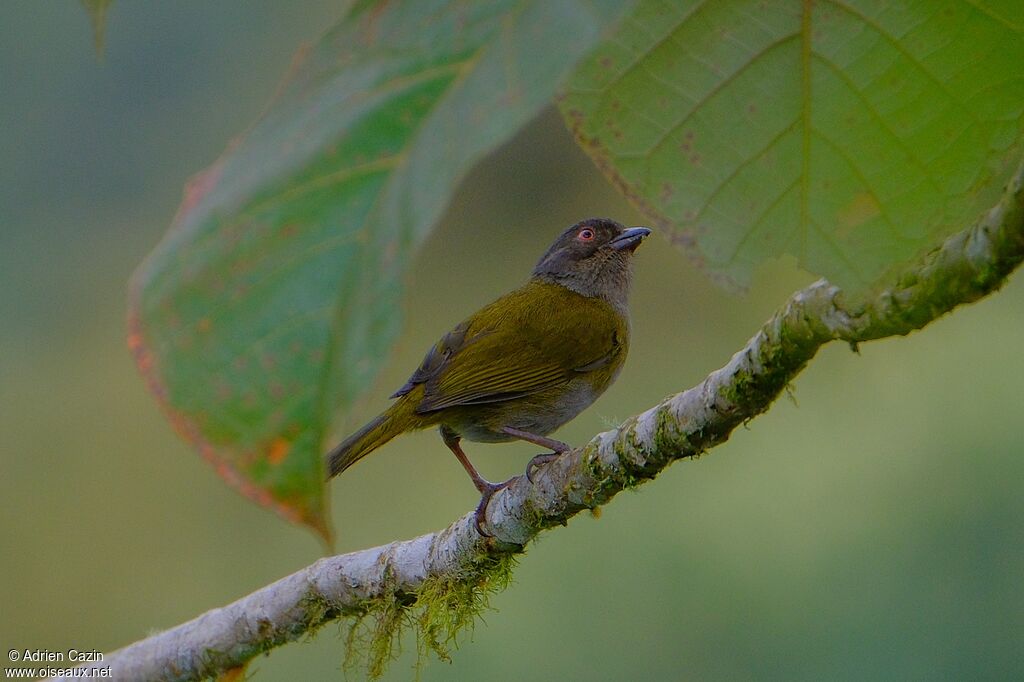 Dusky Chlorospingusadult