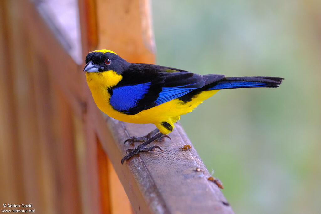 Blue-winged Mountain Tanager