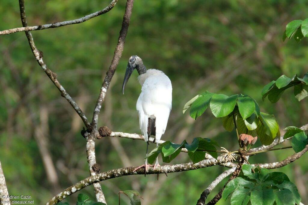 Wood Storkadult, identification