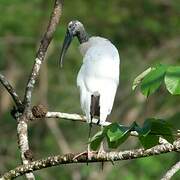 Wood Stork