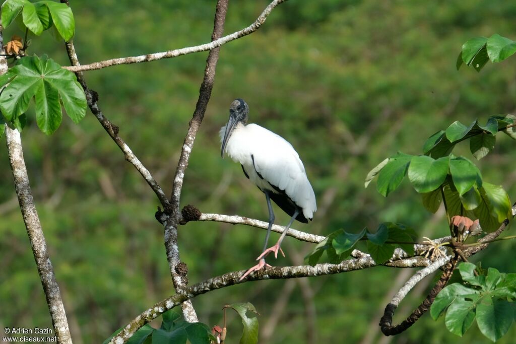 Tantale d'Amériqueadulte, identification