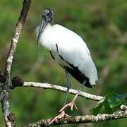 Wood Stork